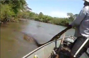 Homem perseguindo sucuri no Rio Santa Maria. (Foto: reprodução/vídeo Facebook)