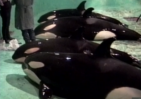 Chocante imagem da captura de filhotes de orcas