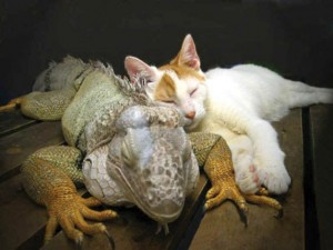 iguana-and-cat