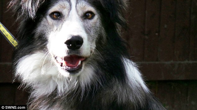 O cão Dennis nasceu com estrabismo. (Foto: Reprodução / Daily Mail UK) 