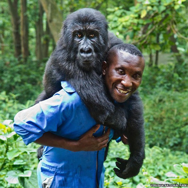 Andre Bauma e um de seus 'filhos': guarda florestal cuida de quatro órfãos (Foto: Virunga National Park)