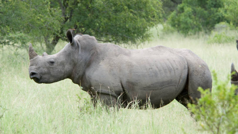 Rinoceronte branco: só restam seis rinocerontes brancos no planeta e apenas um deles é macho (Foto: Chris Eason/Wikimedia Commons)