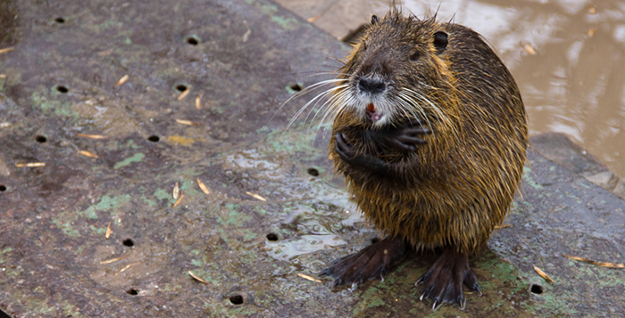 Nutria, popularmente conhecido com ratão-do-banhado. (Foto: Wikipédia)