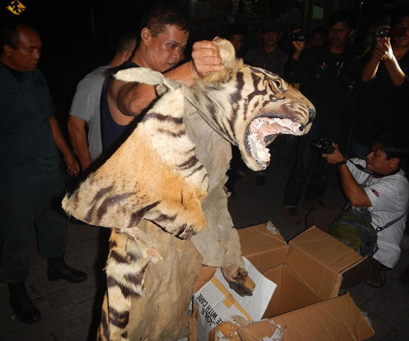 Foto: (WCS Wildlife Crimes Unit)