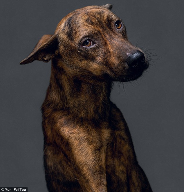 Cachorros foram fotografados pouco tempo antes de serem mortos. (Foto: Reprodução / Daily Mail UK)