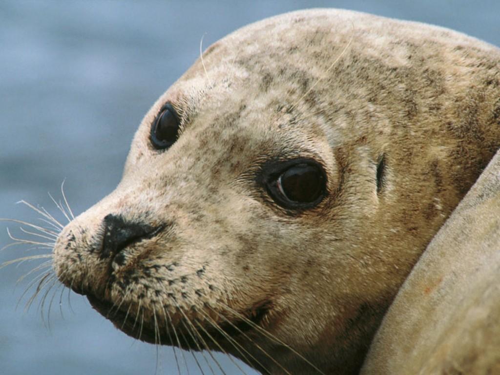 seal