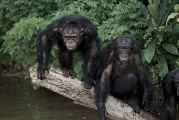 Eles já foram usados como cobaias de laboratório, mas resistiram às doenças e a duas guerras civis.  Foto :Divulgação