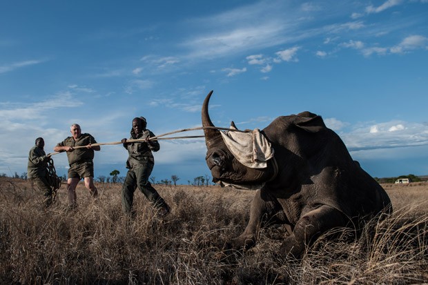 Animal é puxado após ter o rosto coberto para reduzir o estresse durante operação de realocação no Parque Nacional de Kruger, na África do Sul (Foto: Stefan Heunis/AFP)