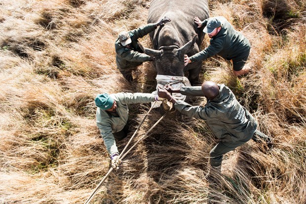 Após capturado, rinoceronte é conduzido para dentro de um contêiner (Foto: Stefan Heunis/AFP)