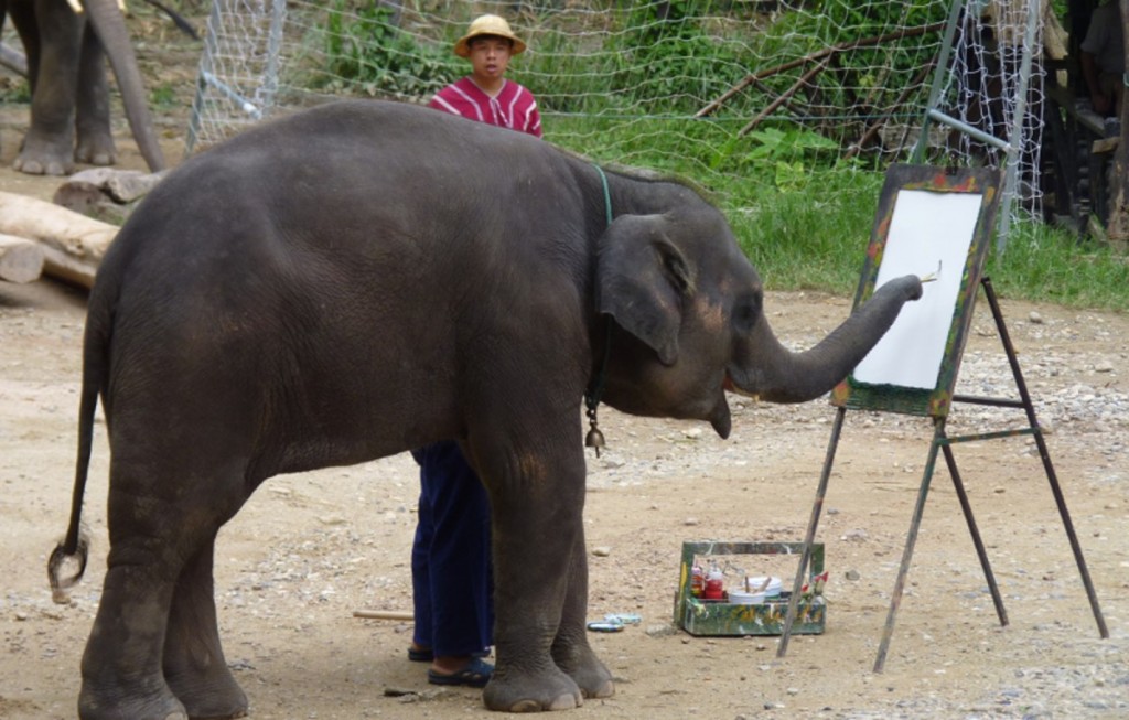 Elefante "pinta" em campo na Tailândia. Foto: Reprodução