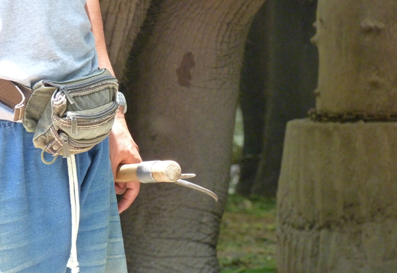 Treinador segura "bull hook", instrumento usado para intimidar e ferir elefantes em treinamento. Foto: Reprodução