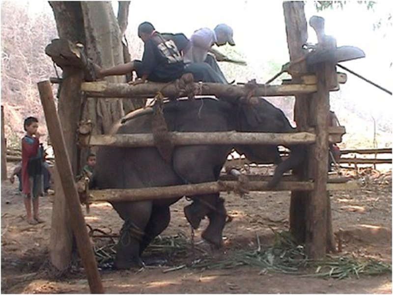 Filhote de elefante é massacrado durante processo de treinamento, chamado de "quebra" do seu espírito. Foto: OGP