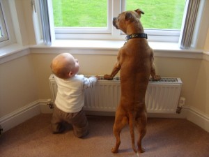 Pesquisa sugere que sentimentos para cães seja similar ao dos filhos (Foto: reprodução)