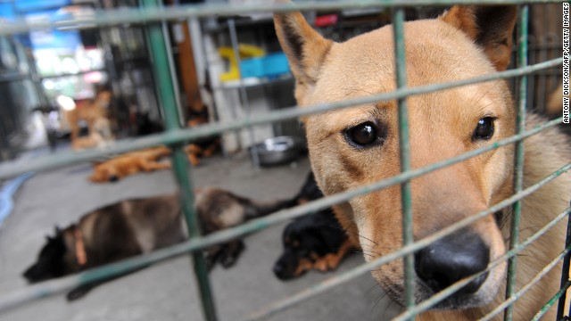 Cachorros em abrigo em Hong Kong. (Foto meramente ilustrativa: Reprodução / CNN)