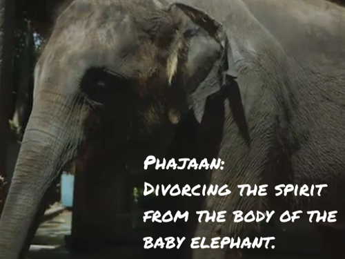 "Phajaan: Divorciando o espírito do corpo do filhote de elefante". "Phajaan" é o nome dado ao treinamento também chamado de "esmagamento", que consiste em restrição em jaula com agressões físicas e reforço negativo. Foto: Reprodução