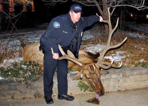 Foto de 1o de janeiro de 2013 mostra o então policial Sam Carter posando ao lado do alce ‘Big Boy’ (‘grande garoto’), já morto. Ele foi condenado em Boulder, nos EUA (Foto: Lara Koenig via The Daily Camera,/AP)