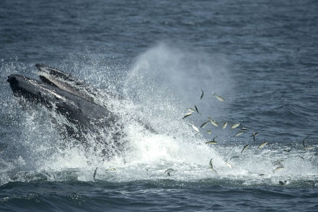 Baleia foi fotografada na costa da cidade de Nova York nesta quinta-feira (28) (Foto: Wildlife Conservation Society, Julie Larsen Maher/AP)