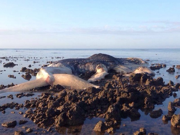 Baleia foi encontrada em praia de São Francisco com cerca de 15 toneladas (Foto: Divulgação / CTA - Serviços em Meio Ambiente)