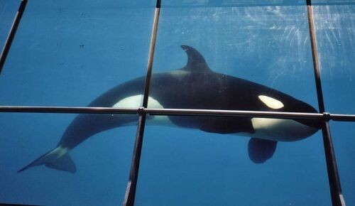 Parque Marineland, na França. Foto: Laurie Neron