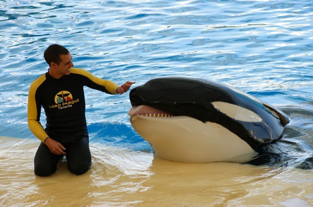 Loro Parque Tenerife. Foto: Tim Zimmerman