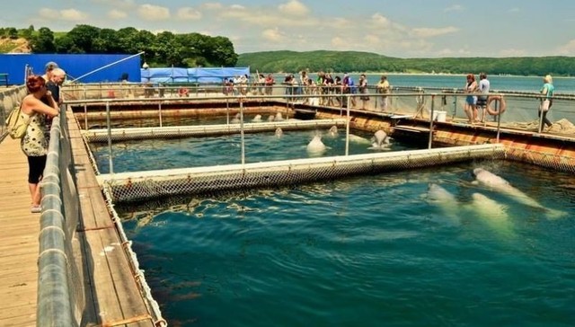 Seaside Dolphinarium. Foto: Orcinus.pl