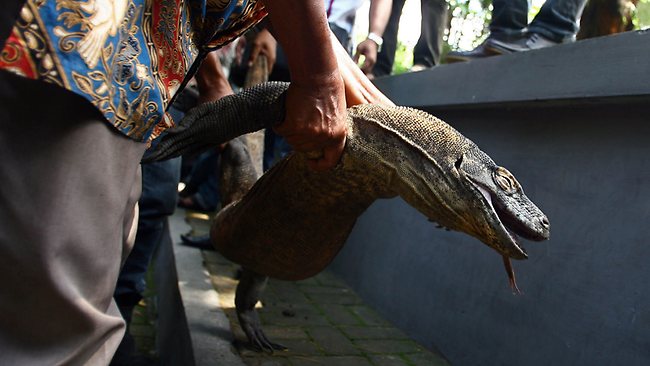 Dragão-de-komodo de 11 anos que morreu há poucos dias no Subaraya Zoo. Foto: Global Animal