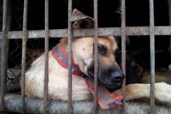 Cão resgatado na operação (Foto: HSI)