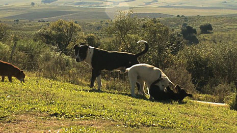 Foto: Reprodução/RBS TV