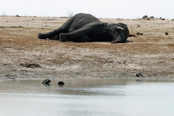 A carcaça de um elefante que morreu após beber água envenenada no Parque Nacional Hwange, no Zimbábue, em 2013. Os caçadores ilegais conseguiram matar cerca de 80 elefantes envenenado as fontes de água do parque com cianeto, colocando em risco todos os animais. (© REUTERS/Philimon...