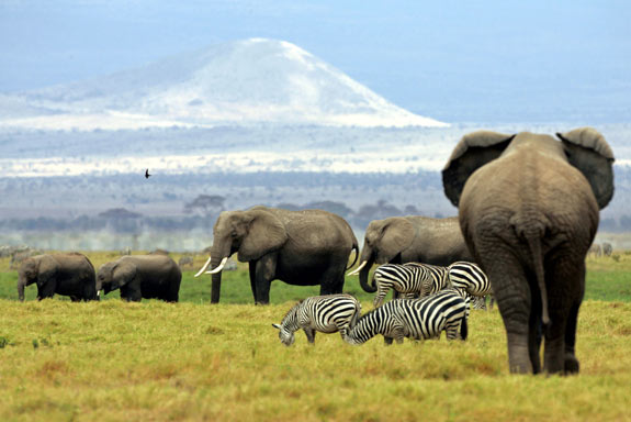 Uma família de elefantes passeia no Parque Nacional de Amboseli, no Quénia. A população deste parque é uma das poucas que tem sido protegida com algum sucesso da caça ilegal. (©Radu Sigheti/Reuters)