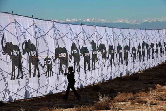 Uma mulher passa ao lado de um outdoor que representa o número de elefantes que foram mortos para produzir as seis toneladas de marfim que foram pulverizadas em Denver, no Colorado, em novembro de 2014. (© REUTERS/Rick Wilking)