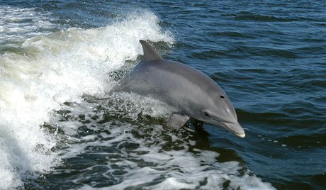 9Bottlenose_Dolphin_KSC04pd0178