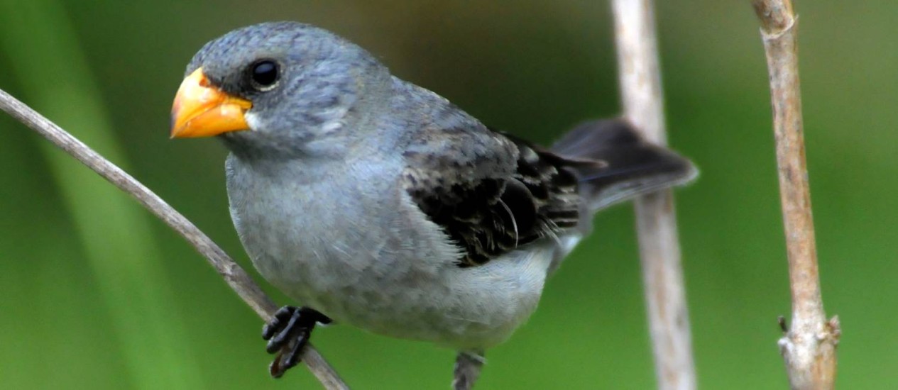 A patativa-tropeira (Sporophila beltoni) é a mais nova espécie descoberta por meio do apoio da Fundação Grupo Boticário. Crédito: Márcio Repenning