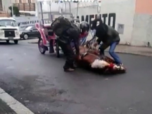 Vídeo mostra cavalo de charrete turística caindo exausto em Poços de Caldas (Foto: Reprodução EPTV)