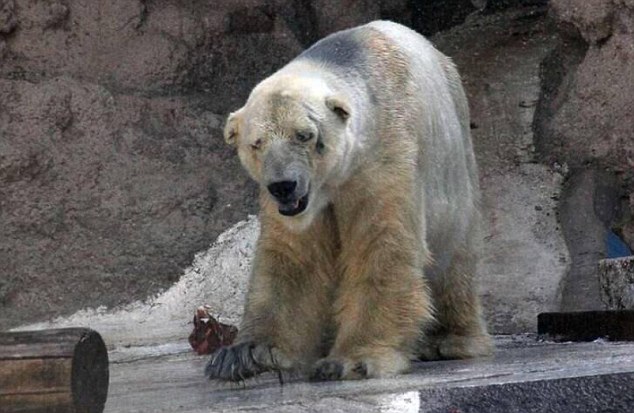 Urso Arturo faz movimentos compulsivos no Zoológico. Ele está sendo chamado de "Animal mais triste do mundo". Foto: Daily Mail