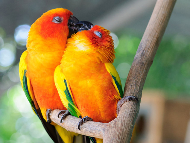 couple parrot