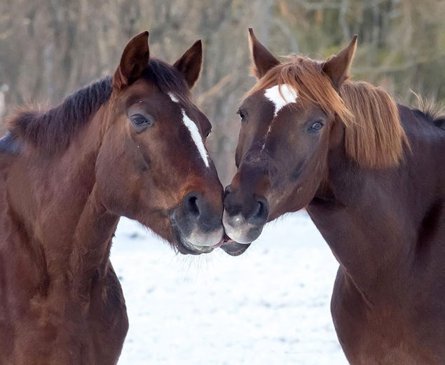 Two Horses Kissing