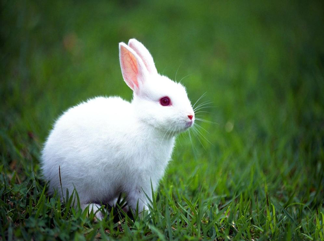 White Rabbits