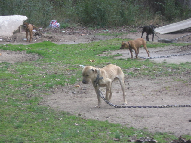 Four pitbulls with heavy chains around their necks.