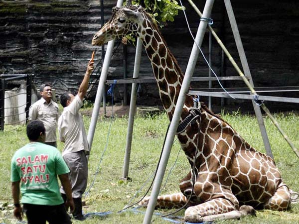 A girafa Kliwon  morreu com um plástico de 18 kg  em seu estômago. Foto: Anonymous_leopard