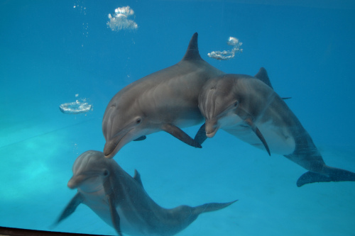 Golfinhos atualmente confinados no National Aquarium. Foto: Reprodução