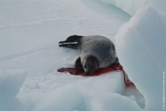 seal_slaughter4