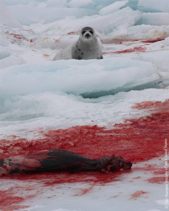 seal_slaughter6