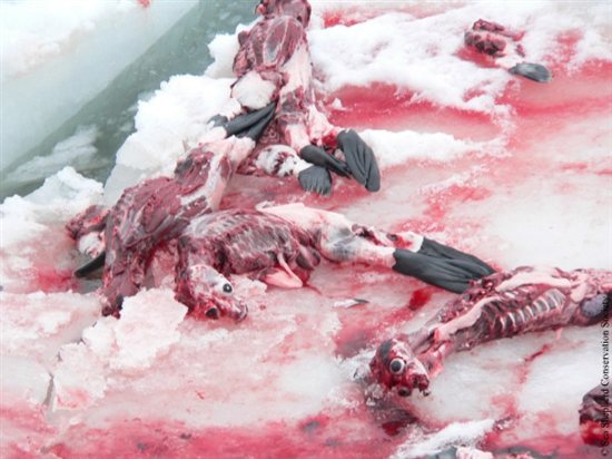 seal_slaughter11