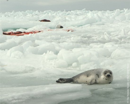 seal_slaughter13