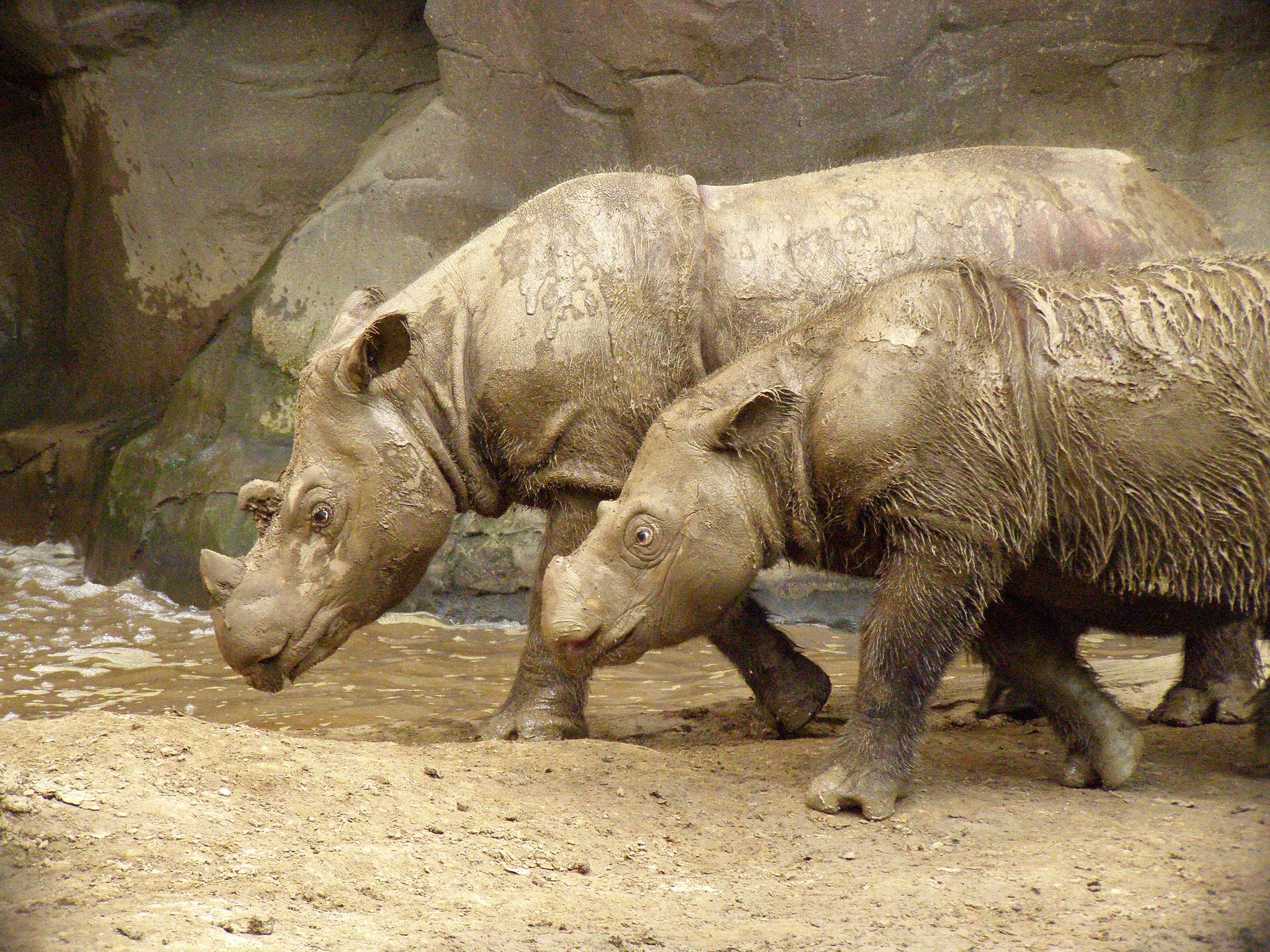 Rinocerontes-de-sumatra