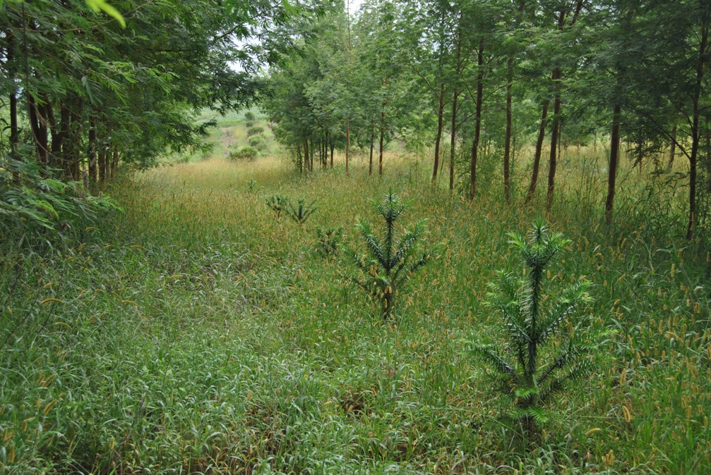 Avaliação de plantio de araucária em área de produtor rural 