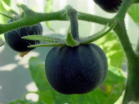 tomate preto