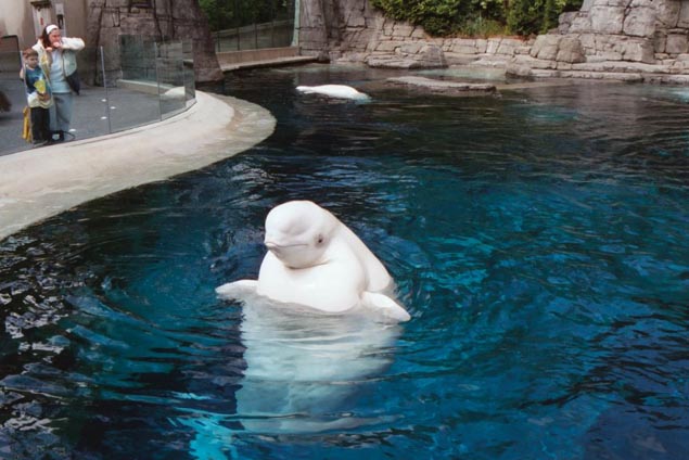 Beluga no Aquário de Vancouver