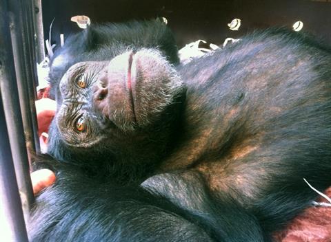 Charlie, o chimpanzé resgatado (Foto: Animals Lebanon)